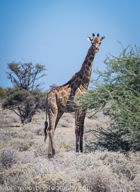 Giraffe in Etosha grazing its favorite - one of many acacia trees